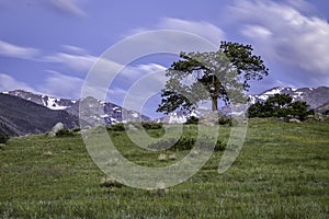 Lone Pine Tree with the Rocky Mountains in the background