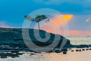 Lone pine tree on a rocky seashore