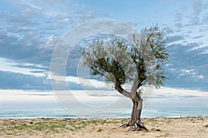 Lone pine tree at the seaside