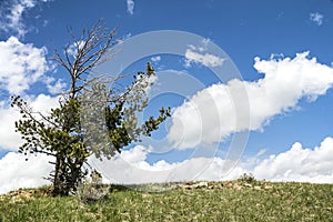 Lone pine tree snag blue sky clouds background