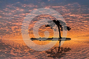Lone pine tree at sunset, silhouette