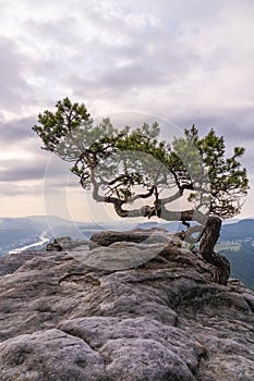 a lone pine tree with twisted trunk growing on rocky Bad Schandau in Saxon Switzerland photo