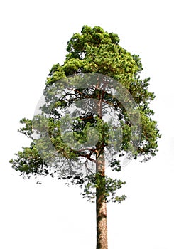 Lone pine tree on white photo