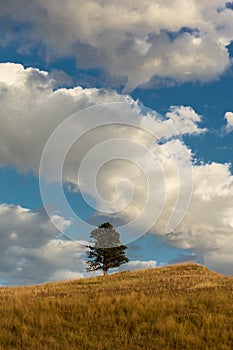 Lone Pine and white puffy clouds in Custer State Park, South Dakota