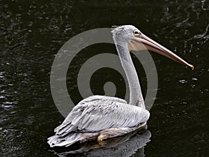 lone Pink-backed Pelican, Pelecanus rufescens, looking for food in a large pond