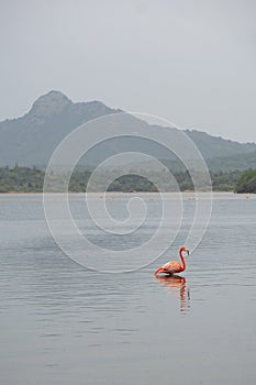 A lone pink flamingo stands in a lake in front of a mountain on the island of Bonaire in the Caribbean