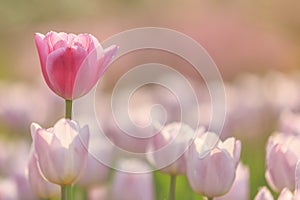 Lone Pink and lavender tulips