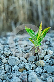 Lone plant coming up through  the rocks by the ditch photo