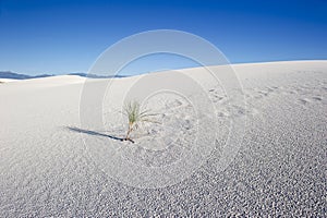 A lone plant in the desert