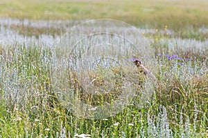A lone prairie dog peaks over tall grass and wildflowers in a meadow