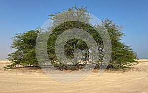 A lone Prosopis juliflora tree in middle of a Al jumayliyah desert in qatar