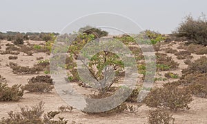 A lone Prosopis juliflora tree in middle of a Al jumayliyah desert in qatar. Selective Focus