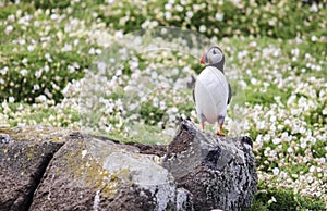 Lone Puffin Seabirds