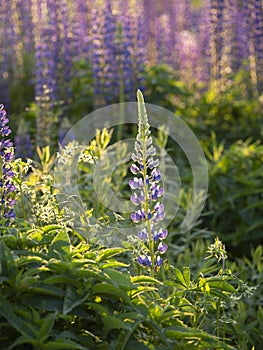 Lone Purple Lupine with Bright Sunlight