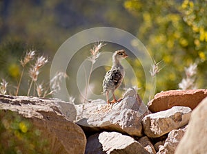Lone quail chick