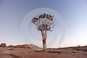 Lone Quiver Tree