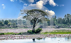 A lone Rain tree is surrounded by red lotus on Lake Han.