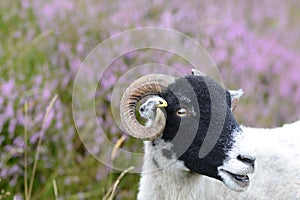Lone ram on the Yorkshire moors