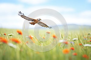 lone red kite hunting over a blooming meadow