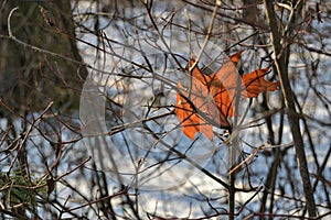 A lone red leaf lit by the light of the sun among the bare branches