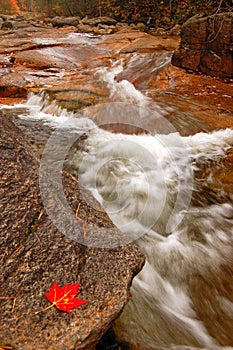 A lone red maple leaf sits on a rock