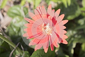 Lone Red, Pollenated Beautiful Flower