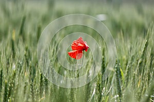 Lone red poppy in field of wheat