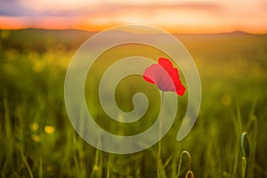 A lone red poppy in a green grass field facing the sunset, shallow depth of field
