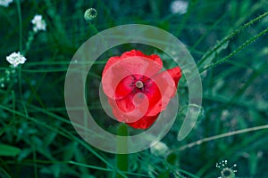 Lone Red poppy on green weeds field.