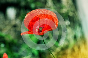 Lone Red poppy on green weeds field. Poppy flowers.