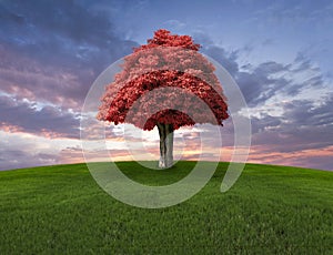 Lone red tree on the field and sunset sky