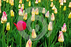 A lone red tulip pops up in a flower bed