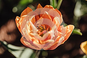 Beautiful multi-colored tulip flower in the spring garden on blurry background. Close-up.