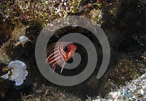 A lone Redcoat Sargocentron rubrum in the Mediterranean Sea