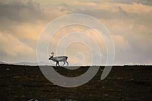 Lone reindeer on Swedish tundra photo