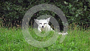 Lone resting fox in the woods