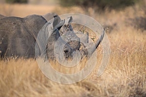 Lone rhino standing on open area looking for safety from poacher