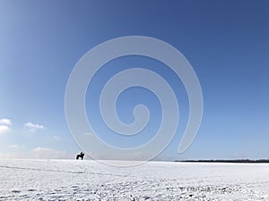 Lone rider on a black horse