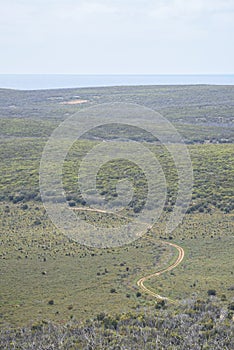 Lone road leading through lush greenery in Australia