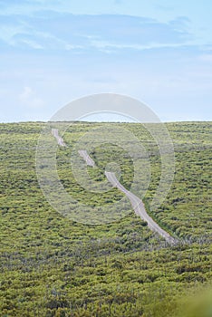 Lone road leading through lush greenery in Australia