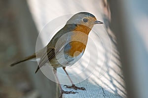 Lone robin bird & x28;Erithacus rubecula& x29; standing on the wooden floor in the park