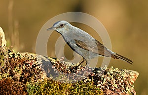 lone rockbird on a rock