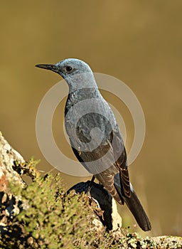 lone rockbird on a rock
