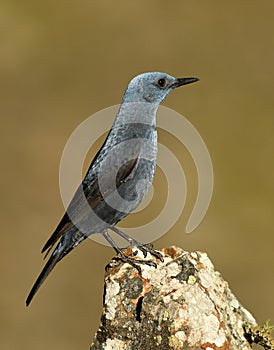 lone rockbird on a rock in spring