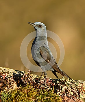 lone rockbird on a rock