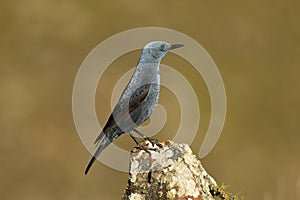 lone rockbird on a rock