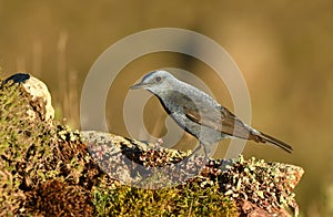 lone rockbird on a rock in spring