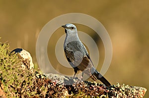 lone rockbird on a rock in spring