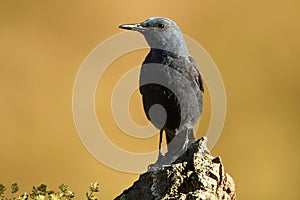 Lone rocker on the mountain in spring