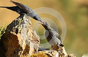 Lone rocker on the mountain in spring